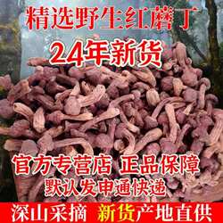 红蘑丁东北特产辽朝阳宁精品蘑菇自然晾晒干货肉蘑野生松树伞250g