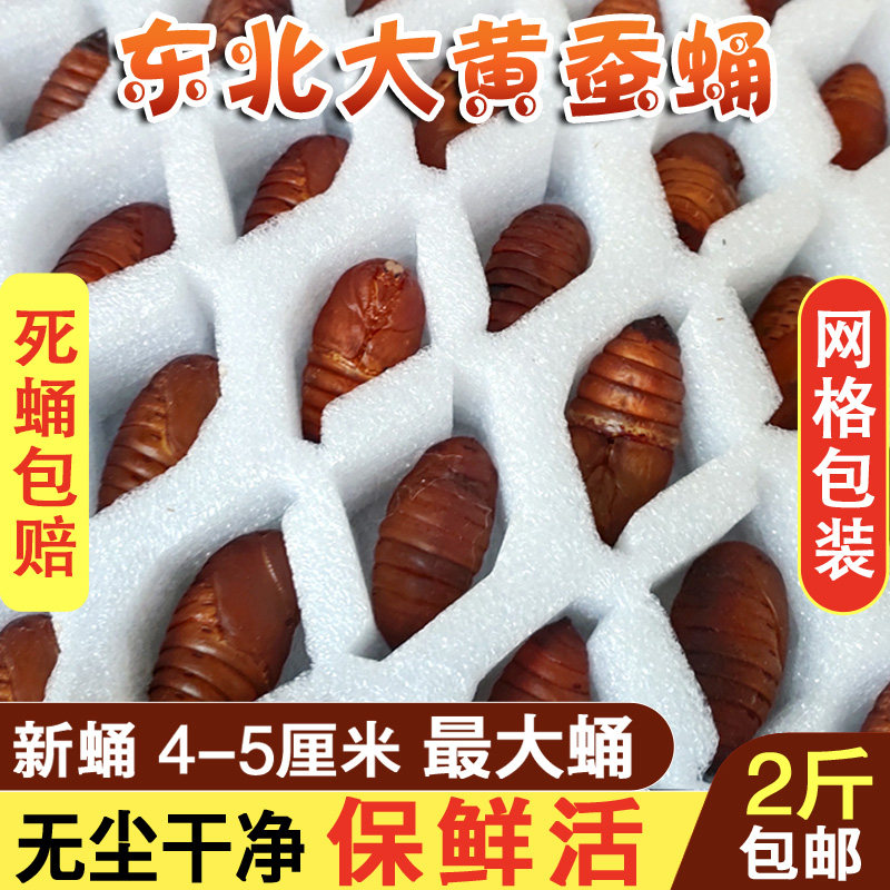 东北特产柞蚕蛹新鲜活蚕蛹大黄蚕蛹A级大茧蛹蝉蛹500g2斤一份包邮