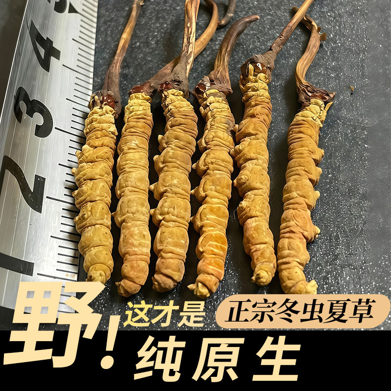 匀康堂【0.5克/根草王】藏区头茬冬虫夏草2根一克原生草送人送礼
