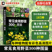 常见食用野菜300种图鉴 常见食用野菜一本通 地上茎叶类地下根茎类食花类调味类食果类野菜名称科属分类识别特征鉴别技巧应用书