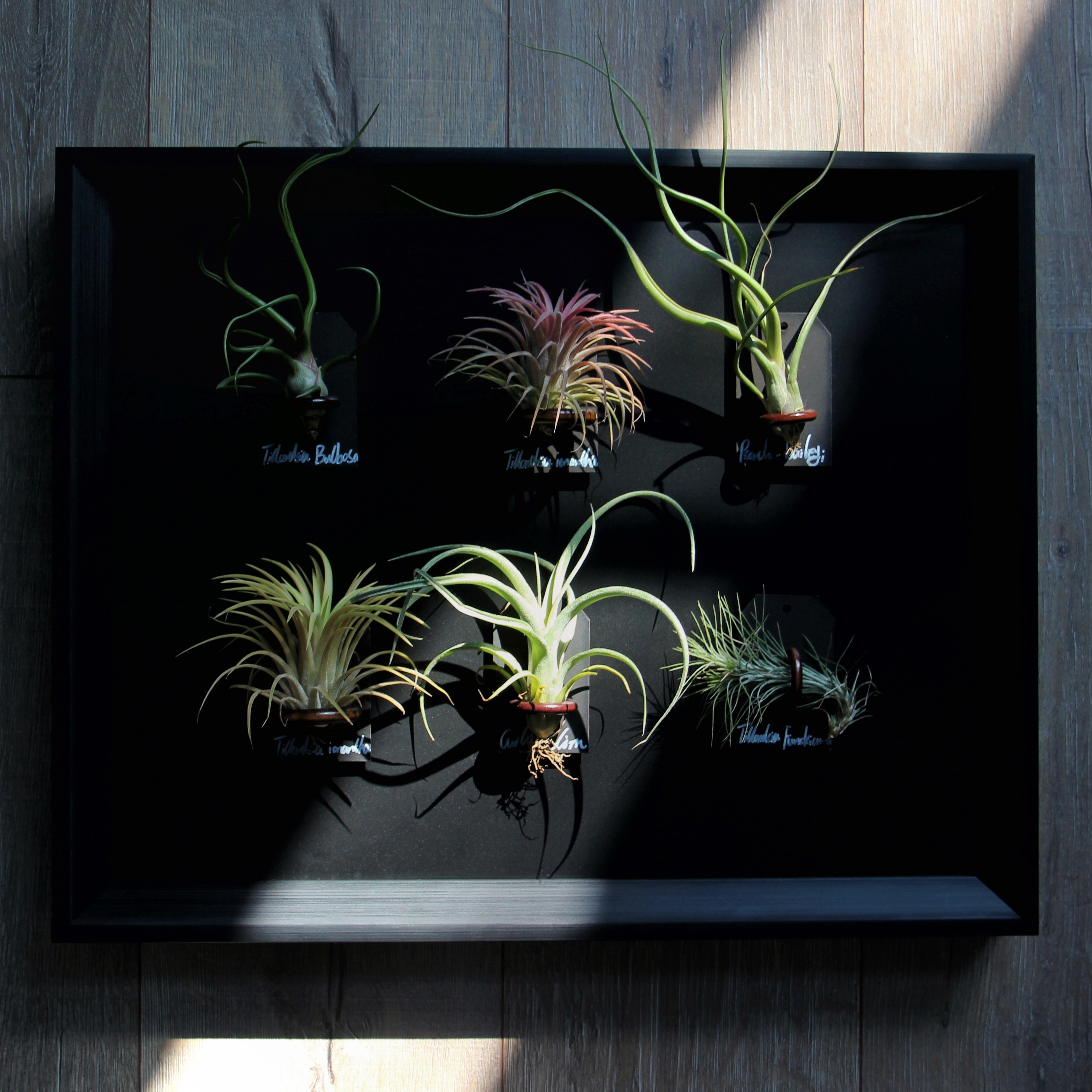 空气凤梨植物电表箱装饰画遮丑挂画,家居饰品,电表箱装饰画,淘宝优惠券,粉丝福利购,淘宝优惠卷