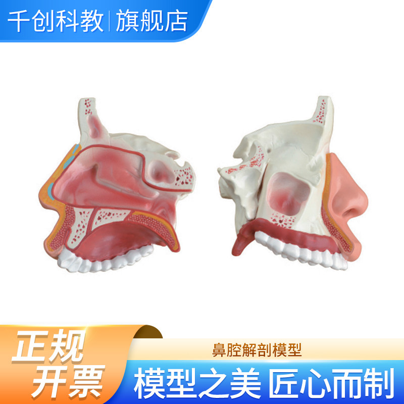 鼻腔解剖模型 中学生理卫生直观教具 外鼻鼻腔三鼻甲鼻道及额蝶上颌窦解剖清晰 半倍放大 PVC材质,文具电教/文化用品/商务用品,模拟人,淘宝优惠券,粉丝福利购,淘宝优惠卷