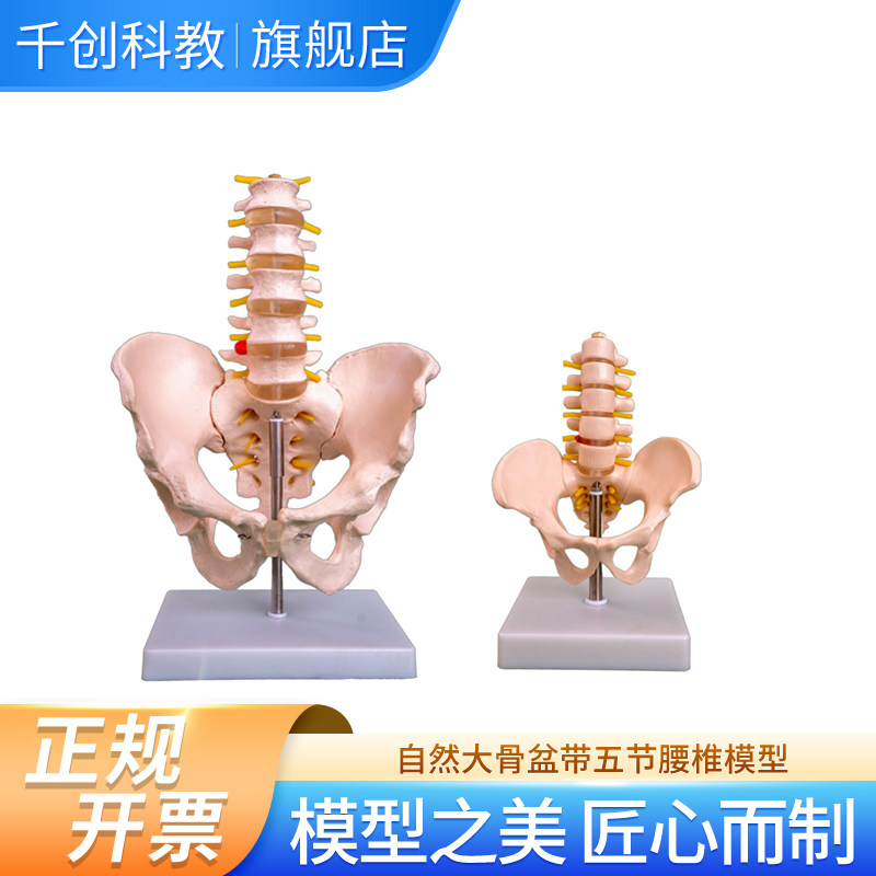 自然大和小型腰椎带尾椎骨模型含5节腰椎骶骨尾骨脊神经脊椎带底座医学教学解剖教具,文具电教/文化用品/商务用品,模拟人,淘宝优惠券,粉丝福利购,淘宝优惠卷