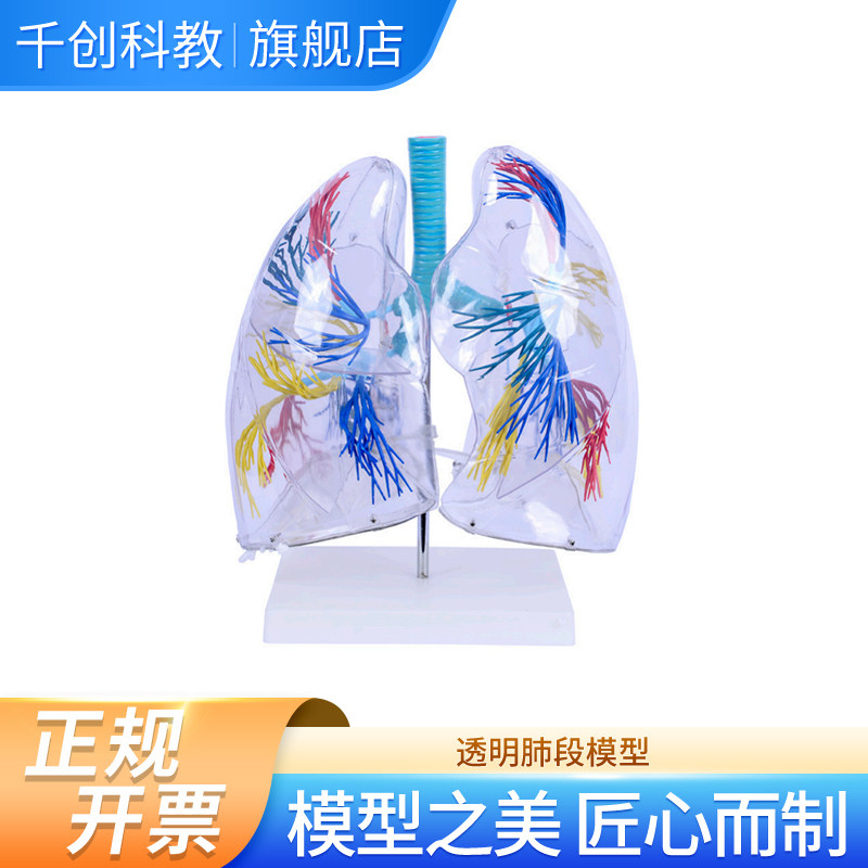 透明肺段模型二倍放大清晰可显示左右肺分段左肺八段右肺十段透明肺壳观察支气管树分布塑料材料医学解剖教具