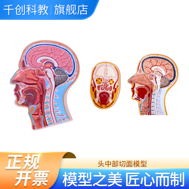 头中部切面模型自然大展示脑脊髓鼻腔口腔咽喉详细结构医学教学解剖示教临床必备教具,文具电教/文化用品/商务用品,模拟人,淘宝优惠券,粉丝福利购,淘宝优惠卷