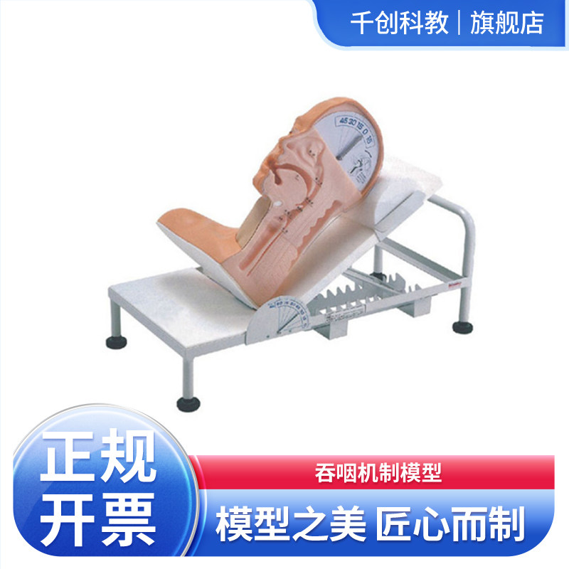 吞咽机制模型学习误咽急救处理正确吃饭姿势体位病床颈部角度关系经鼻胃管管饲口腔护理吞咽训练吸收原理医学