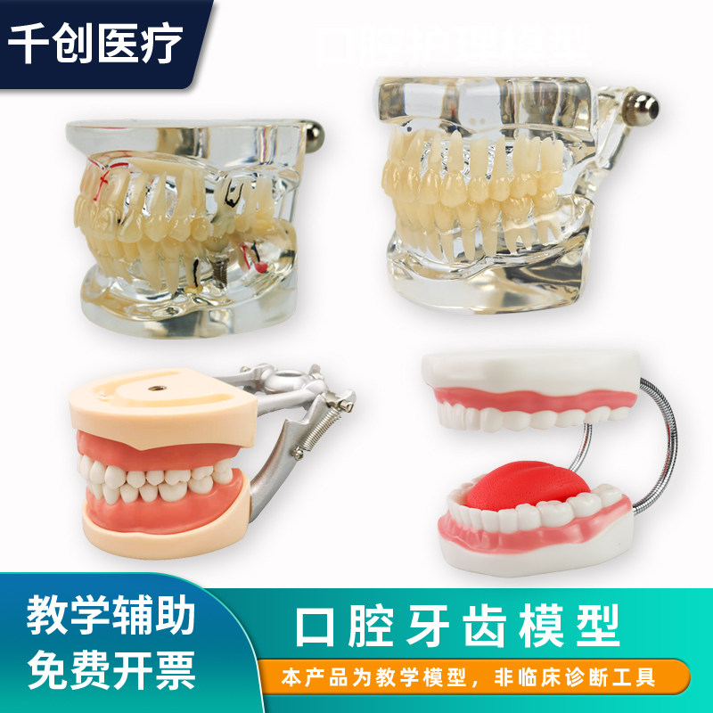 备牙32颗口腔护理仿真牙齿模型