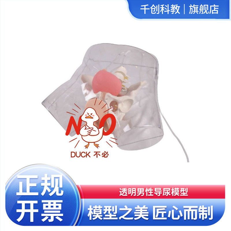 透明男性导尿模型真实阻力感骨盆膀胱可视气囊导管膨胀动态双弯三窄模拟双腔三腔管60°角尿液流出医学教具
