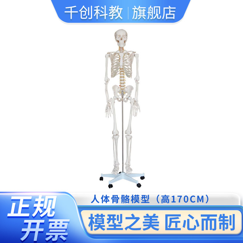 170CM人体骨骼模型及半边肌肉着色模型两件套可选 关节可动四肢可拆卸 基础解剖教学组合