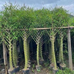 常青庭院假山地栽 盆景大竹子粗壮佛肚竹老桩盆景罗汉竹大老桩四季