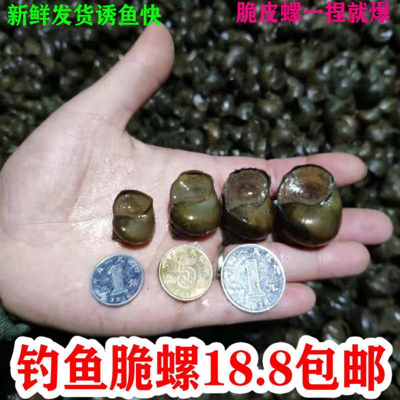 脆螺钓鱼螺钓青鱼泥螺鲜活田螺活螺