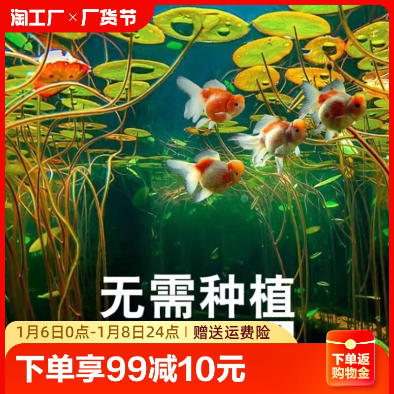 鱼缸已开口莲子水草种子造景草绿植浮萍水培植物睡莲种籽碗莲种子