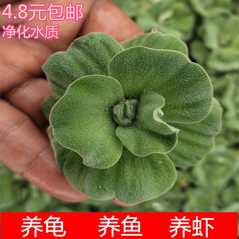 水芙蓉水葫芦浮萍水草水生花卉植物养龟养鱼养虾水浮莲鱼缸造景