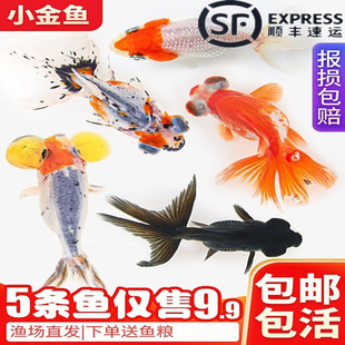 小金鱼活鱼观赏冷水鱼苗淡水五花鎏金兰寿红狮头鹤顶红黑龙睛耐活