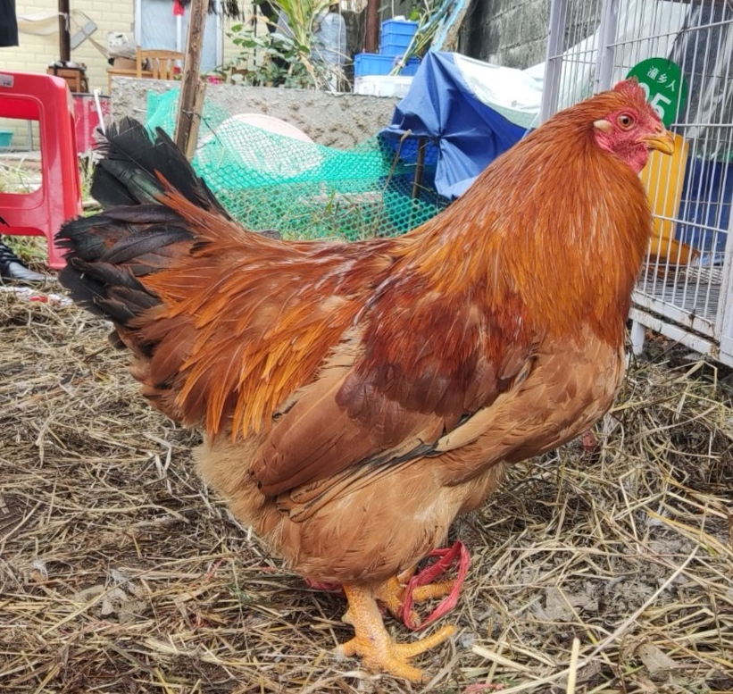 潼乡人广西钦州农家生态散养阉鸡家鸡4.5-5斤/只现拍现发真空包装