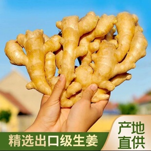 山东大姜优质生姜老姜新鲜大黄姜精品风干大块生姜老黄姜整块包邮