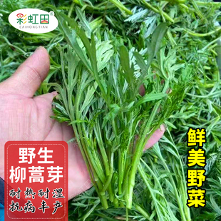 东北柳蒿芽种子耐寒野菜柳蒿菜种籽春秋四季阳台盆栽农家蔬菜种孑