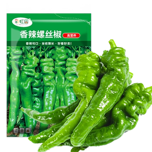 香辣螺丝椒种子高产大果青辣椒种籽春四季阳台盆栽蔬菜种孑苗大全