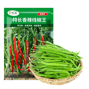 香辣线椒王种子二荆条辣椒种籽孑苗四季海椒秧春盆栽蔬菜南方大全