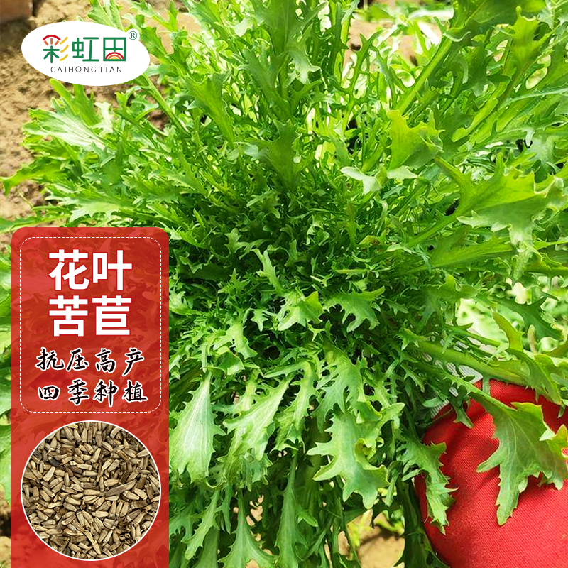 花叶苦苣种子清心苦蔬菜种孑种籽黄心苦菜九芽生菜春秋阳台盆栽菊
