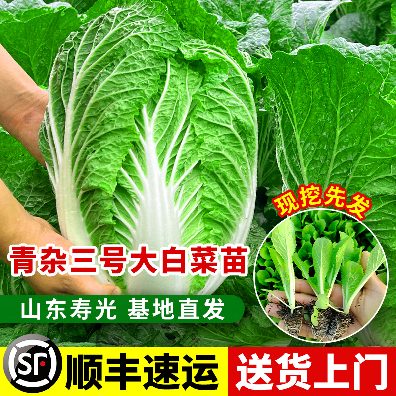 改良青杂三号大白菜苗子胶州白菜秧苗种籽春秋四季阳台耐寒蔬菜孑