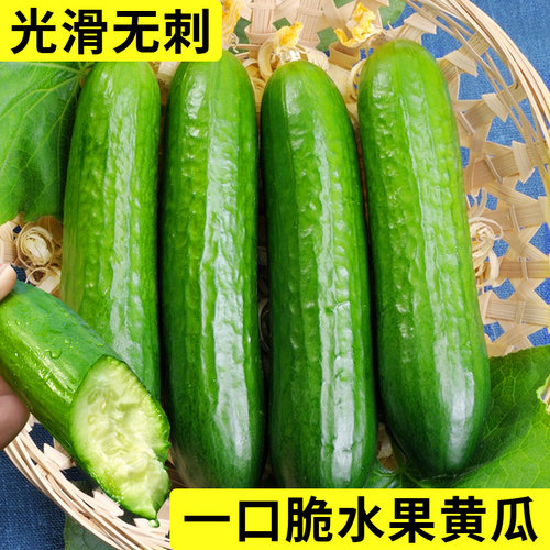 荷兰水果黄瓜种子青瓜种籽