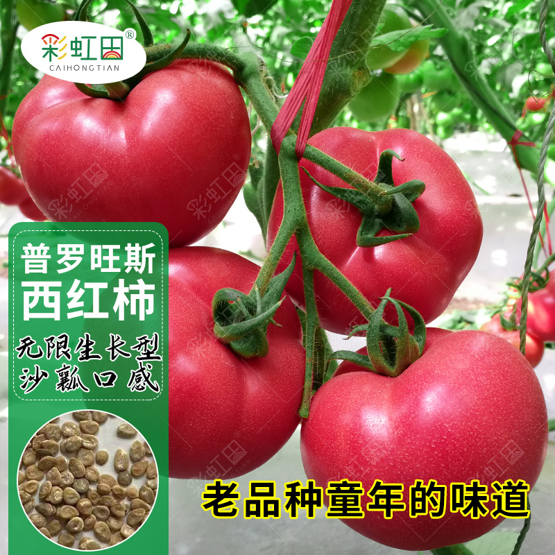 超甜普罗旺斯番茄种子水果大粉番茄种籽春秋四季阳台西红柿蔬菜孑