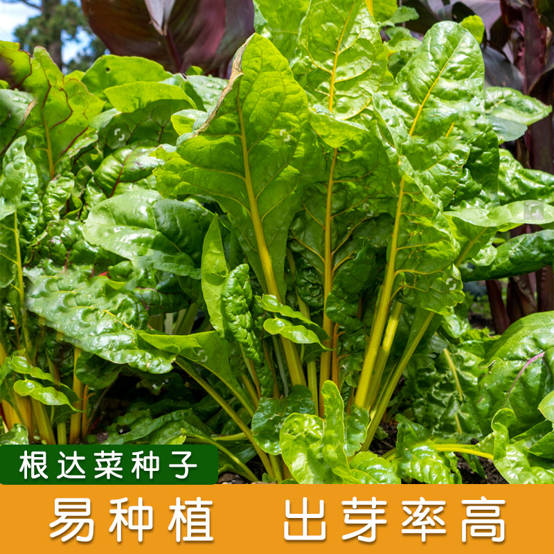 根达菜种子牛皮菜籽蔬菜种孑阳台盆栽君达菜四季莙荙菜厚皮菜农家