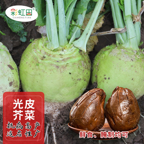 光皮芥菜种子孑辣疙瘩北方