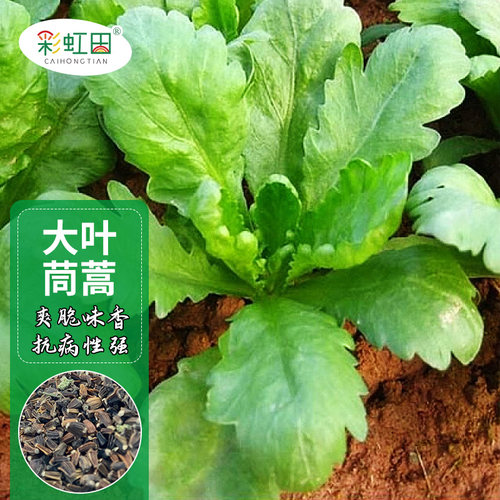 大叶茼蒿种子蔬菜籽四季