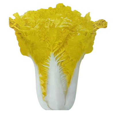 鸭蛋黄奶油白菜种子黄心白菜快菜种籽秋四季鸡蛋黄包心大白菜种孑