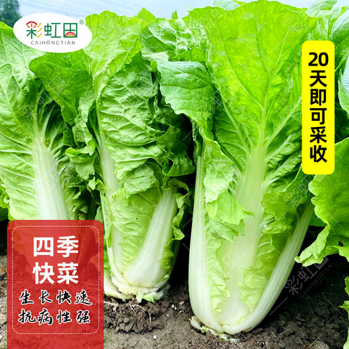 四季奶油快菜种籽小白菜种子