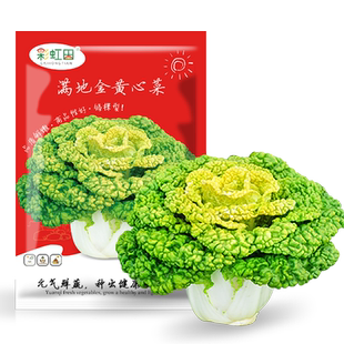 黄心乌塌菜种子菊花乌菜种籽耐寒秋冬四季阳台盆栽白菜青蔬菜种孑