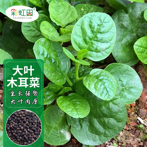 肥厚大叶木耳菜种子四季