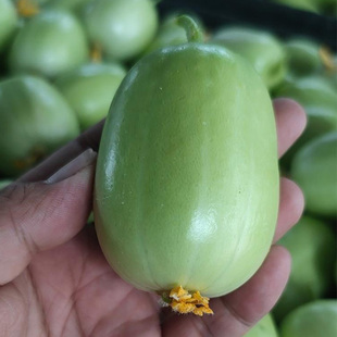 迷你水果黄瓜种子金童玉女小黄瓜种籽春夏秋四季盆栽阳台蔬菜种籽