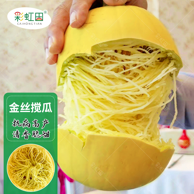 金丝搅瓜种子苗丝瓜粉丝绞瓜种籽