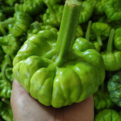 云南姜柄瓜种籽春夏秋季