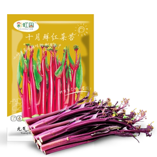 十月鲜红菜苔种子种籽广东菜籽春秋四季菜心南方冬季大全蔬菜种孑