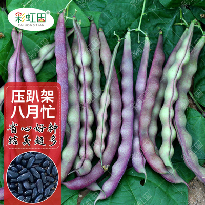 八月忙秋豆角种籽春秋紫架豆种籽四季扁豆芸豆角种子大全蔬菜种孑