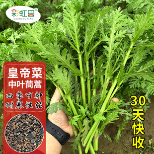 中叶茼蒿种子皇帝菜种籽春秋冬四季阳台盆栽同蒿子菊花菜蔬菜种孑