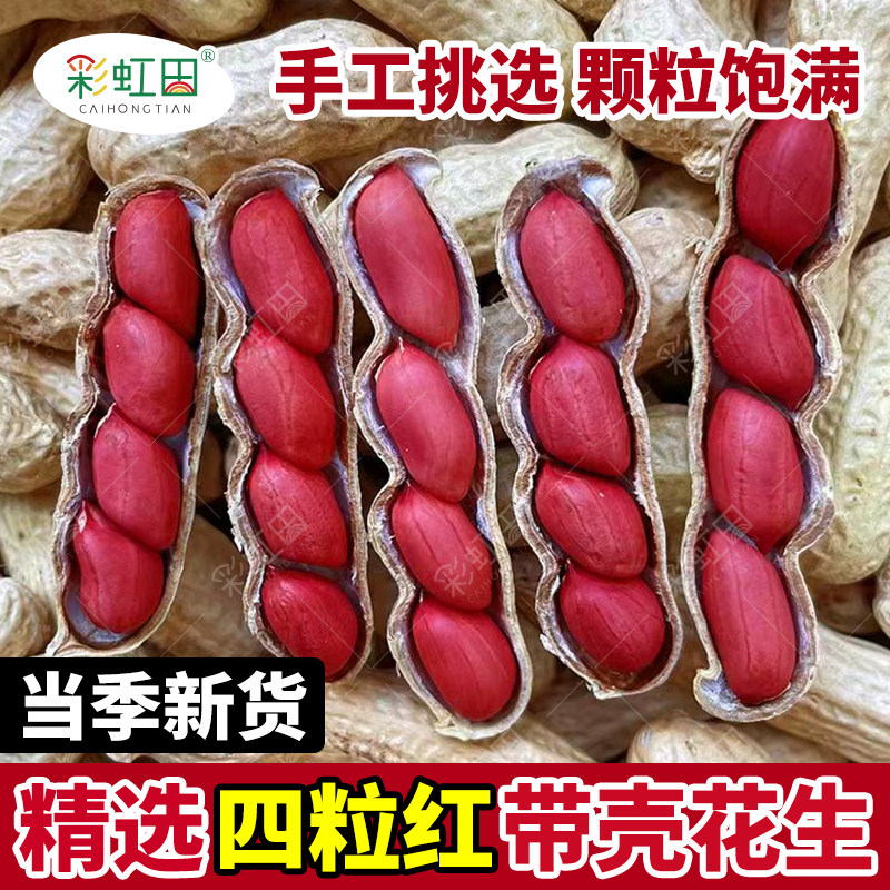 山东四粒红花生种子春秋高产红皮花生种孑农家四季种植榨油花生籽