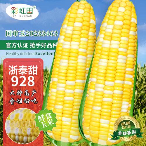 浙泰甜928双色水果玉米种子