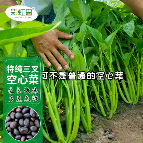 三叉空心菜种子青梗菜种籽大叶