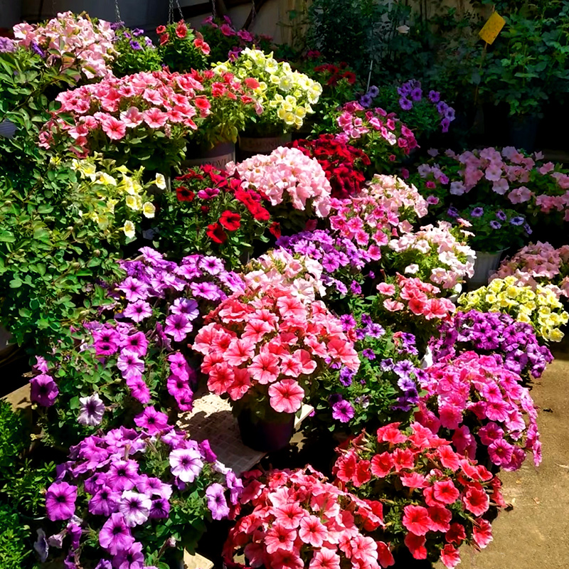 矮生牵牛花种籽四季花卉