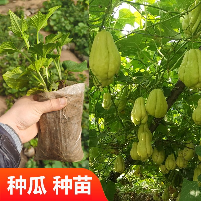 佛手瓜种瓜种苗种子籽新鲜瓜苗福寿瓜种瓜春季秋四季盆栽蔬菜苗孑