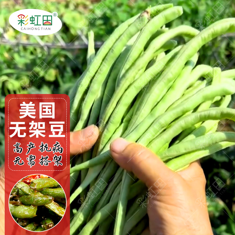 美国无架豆种子豆角种子豇豆高产早熟无需搭架春播蔬菜种子可盆栽
