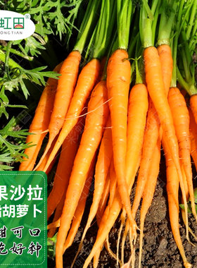 水果胡萝卜种籽迷你手指胡萝卜种子四季家庭盆栽辅食罗卜蔬菜种孑