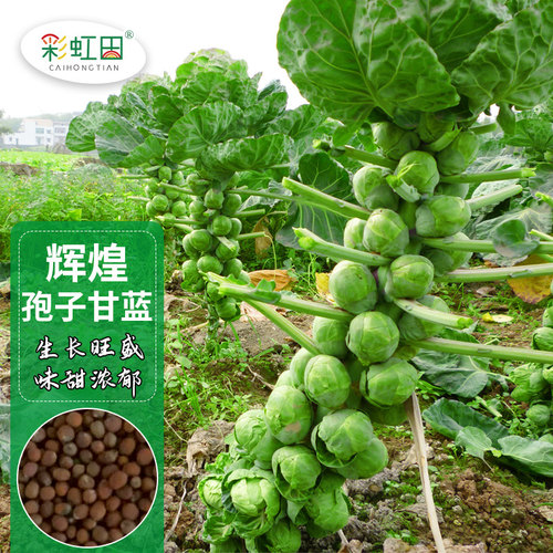 荷兰进口孢子甘蓝种子春季