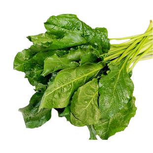 根达菜种子牛皮菜籽蔬菜种孑阳台盆栽君达菜四季莙荙菜厚皮菜农家