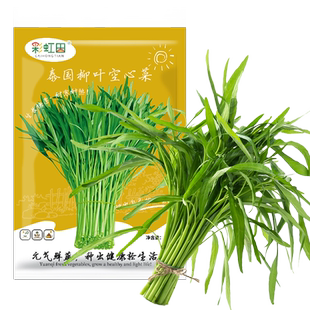 泰国柳叶空心菜种子种籽水培大叶三叉青菜春四季蔬菜苗孑菜苗带根